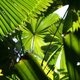 Rainforest canopy